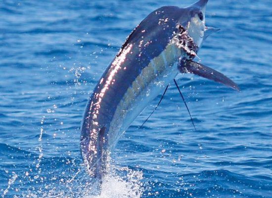 The Blue Marlin